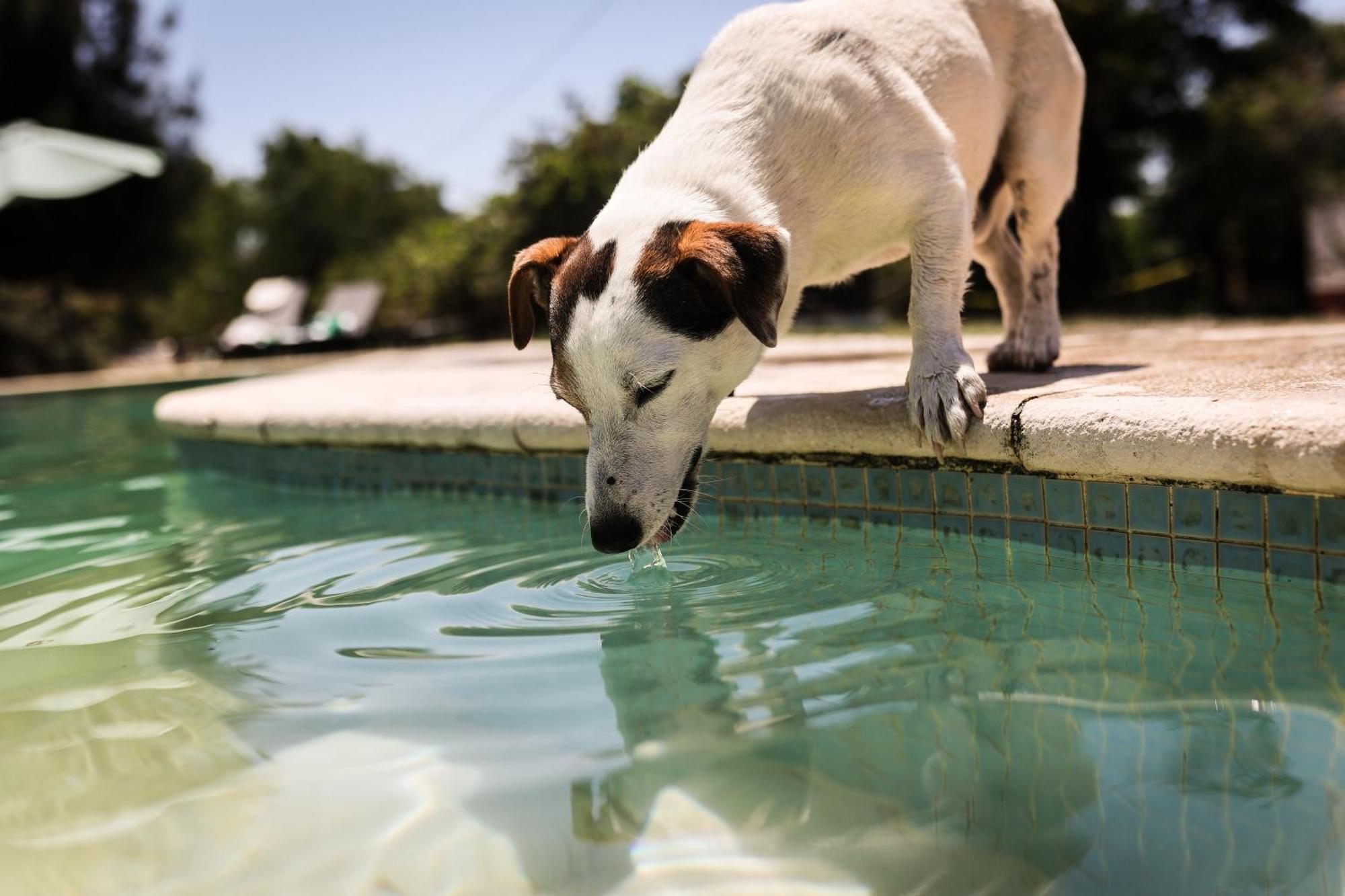 Quinta Das Cacadoras - Animal Lovers Only Palmela Ngoại thất bức ảnh